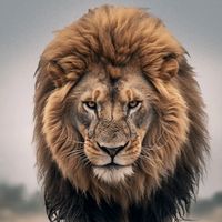 Originalton