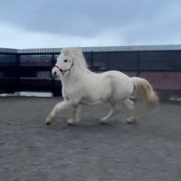katy.run.harpa