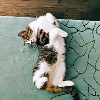 petscare732