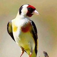 الصوت الأصلي