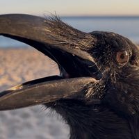 ragnar.the.raven