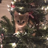 .evaaxmas