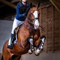 multihorses