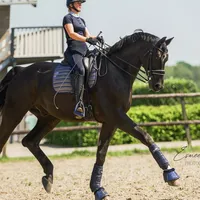 original sound - equine.demi