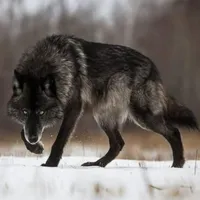 original sound - 58yalnizkurt