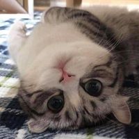 เสียงต้นฉบับ - เหมี๊ยววววววว😽