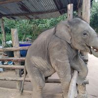 เสียงต้นฉบับ - น้องน้ําเพชร.