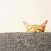catmanstory
