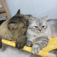 เสียงต้นฉบับ - เปิ้ล เปิ้ล