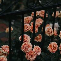 nhạc nền - Lấy BGM nhạc Trung ở đây