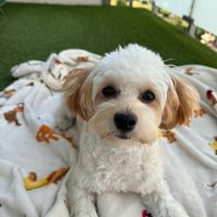daisy_puppy1