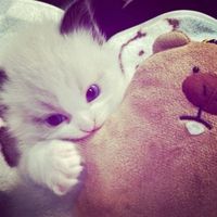 anwii_rb