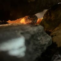 that.1.leopard.gecko