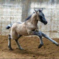 de.pony.happy_