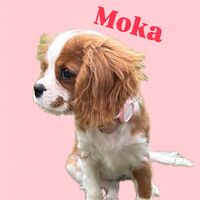 mokalecavalier