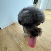 eddiemey1