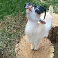 A Casa Del Ladro Tony Boy