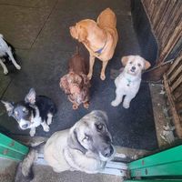 greencroftdogdaycare