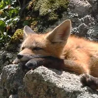 original sound - tomatosoupstar