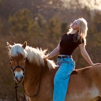 haflinger_winchester