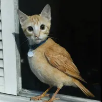 original sound - real.tungsahur