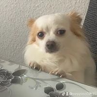 peppino02_11