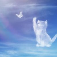 catseestiofficial