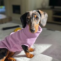 mueslitheminidachshund