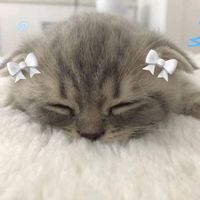 thatcutetiger