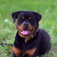 thorandpaztherottweilers