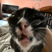 original sound - Peenut