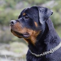 koda_mamba_rott
