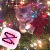 festiveseasonalvids4u