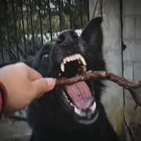 πρωτότυπος ήχος