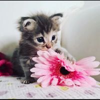 cutemindrelaxingpets