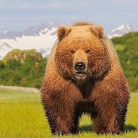 huge_bear
