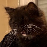 ylana_de_gryze
