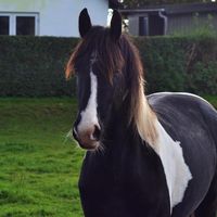 l.equestriann1