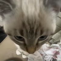 basedgymrat