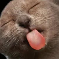 original sound - lorelei_templates