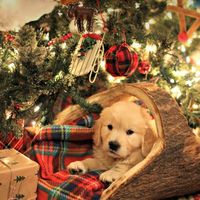 _christmas_vibes_24_