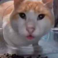 Why this kolaveri di