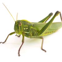 kanye.north.grasshopper