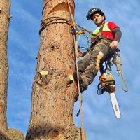 rebutreeclimber