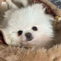 kevinthepomeranian2025