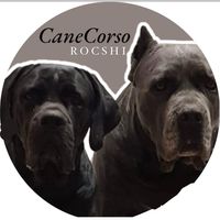 dinasty_rocshi_canecorso
