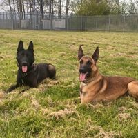 thedogtrio1