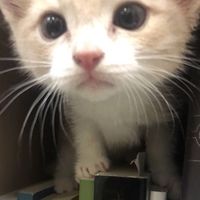 เสียงต้นฉบับ - ⌗︎