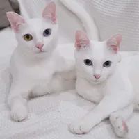 original sound - alboandjerry