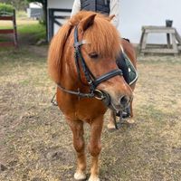 skogshagensshettisar_